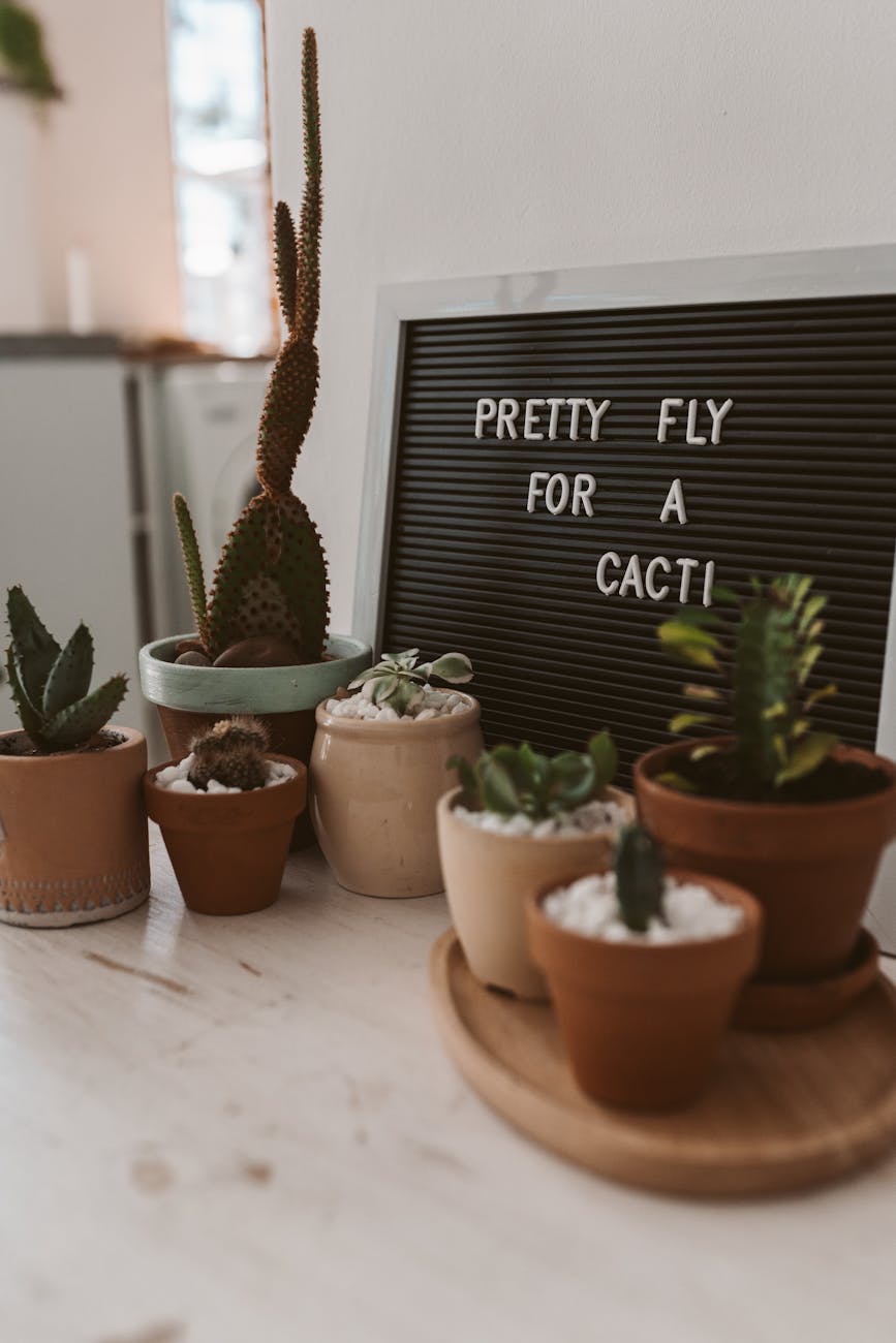 green succulent plants on brown clay pots
